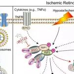 PNAS│暨南大学刘志平等发现SNX3通过介导髓系细胞坏死性凋亡和线粒体分裂促进缺血性视网膜病变的新机制