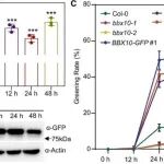 Cell Reports | 南京农业大学许冬清研究发现BBX10与PIF1相互作用防止光氧化并促进绿化过程