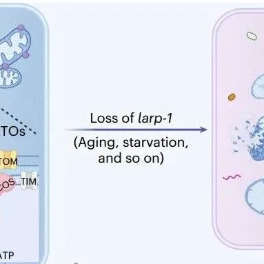 Nat Aging | 云南大学杨崇林团队发现线粒体“延寿开关”，维持线粒体稳态，并显著延长寿命！