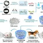 浙江省人民医院杨帆/浙工大陈枫Biomater. Res：由丝素蛋白/透明质酸/脱矿牙本质基质混合氢衍生的突出牙槽骨移植物替代物