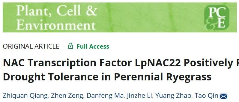 文献分享 | NAC转录因子LpNAC22正调控多年生黑麦草耐旱性
