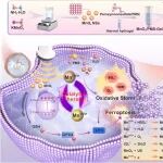 Biomaterials：超声驱动的氧化锰纳米催化剂可通过相互增强且持续的氧化微环境和铁死亡增强肿瘤催化疗法