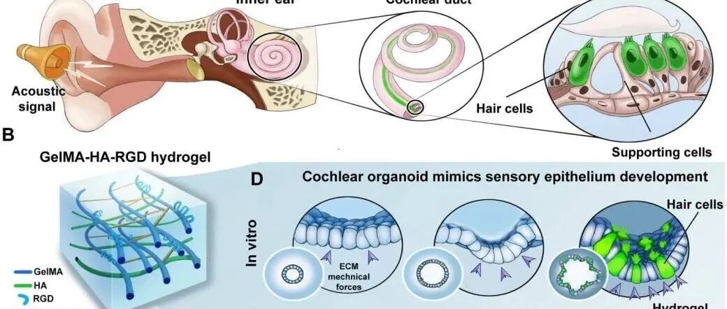 光固化生物材料复合应用方案