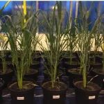 以第一作者身份发表《Science》，她将主讲植物分子互作分析核心技术