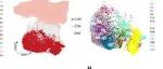 Sci Adv丨北京大学黄晓军/赵翔宇研究发现新型的T细胞定义了人类中自然存在的调节性前体细胞群