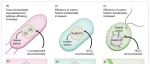 【New Phytologist】农业干扰通过排除专一物种来降低丛枝菌根真菌的多样性和生物量