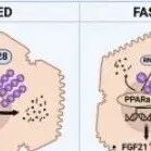 Cell Death Differ | 国防医学大学团队研究揭示了RNF128在营养剥夺过程中的新作用