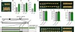 Sci Adv 丨中国农业大学张战营等团队研究揭示了COR1基因调控水稻粒长与粒重的分子机制及育种应用价值