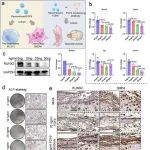 Adv Sci | 南京大学李煌/郭保生研究发现FGF9–FGFR2 信号通过细胞互作介导上颌骨机械转导成骨