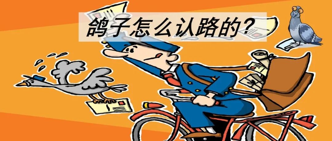 飞1000公里只为回家干饭，鸽子竟然是这样被驯服的！