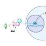 J Biol Chem | 深圳大学胡命豪课题组开发出靶向KRAS启动子G-四链体结构的小尺寸咪唑基配体