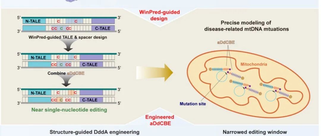 Mol Cell | 上海科技大学杨贝/陈佳团队合作揭示线粒体碱基编辑器工作机制并实现单碱基精度的线粒体DNA编辑