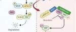 Oncogene | 中山大学李鹏/庞俊团队联合发现YAP蛋白在前列腺癌中诱导免疫耐受的新调控机制