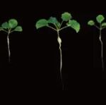 New Phytologist | 华中农业大学沈金雄/赵伦教授团队揭示杂交油菜耐盐碱形成机制