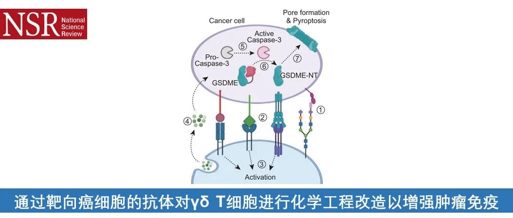 National Science Review | 通过靶向癌细胞的抗体对 γδ T 细胞进行化学工程改造以增强肿瘤免疫治疗