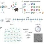 Nat Mater&#160;|&#160;中国科学院魏妥团队合作开发新型“肽基脂质”平台实现mRNA精准器官靶向递送和先导编辑