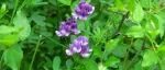 New Phytologist | 版纳植物园：杀菌剂揭示植物微生物互作的生态效应