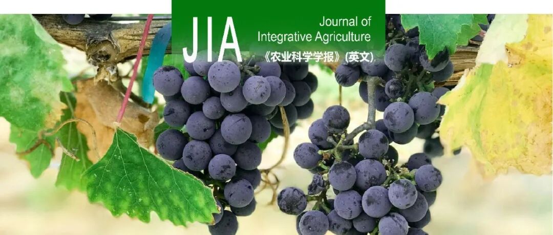 JIA | 沈阳农大郭印山教授课题组发现葡萄HD家族基因VvOCP3负调控葡萄对白腐病的抗性