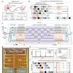 清华大学方璐-戴琼海院士：非线性全光计算+光子集成神经元 | Nature Computational Science