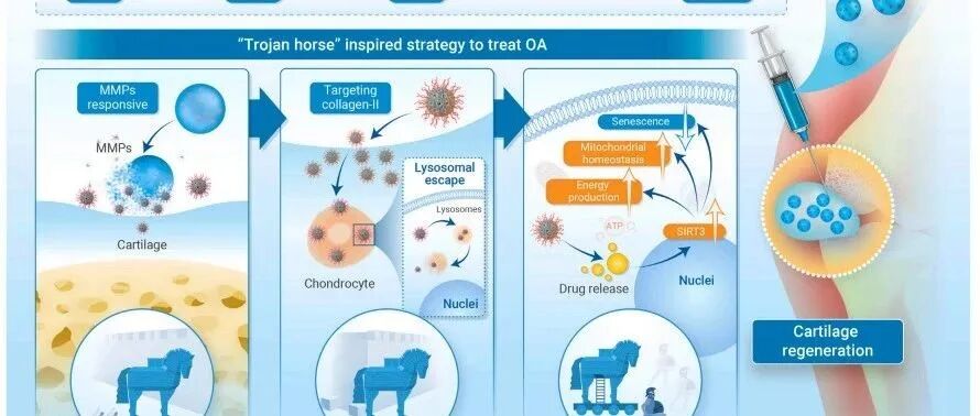 苏州大学《The Innovation》：GelMA-ChSMA水凝胶微球增强骨关节炎软骨再生