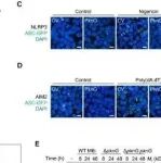 Cell Reports | 中国科学院柴琪瑶等团队研究发现线性泛素机制的致病磷酸化导致炎症小体传感器降解