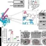 Adv Sci丨山东第一医科大学完强等人研究揭示COA4是治疗KRAS突变驱动的癌症转移的关键靶点