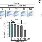 EMBO J | 深圳大学许兴智等团队揭示MCM5 UFMylation调控复制起点的启动和复制叉的进展