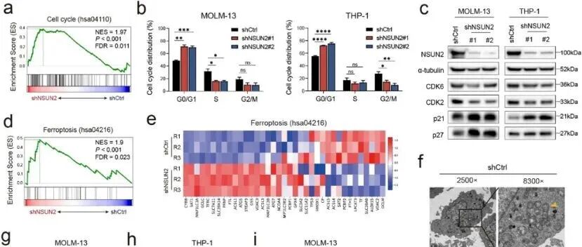 Mol Cancer | 浙江大学金洁/孙杰研究发现NSUN2介导FSP1甲基化保护急性髓系白血病细胞抗铁死亡