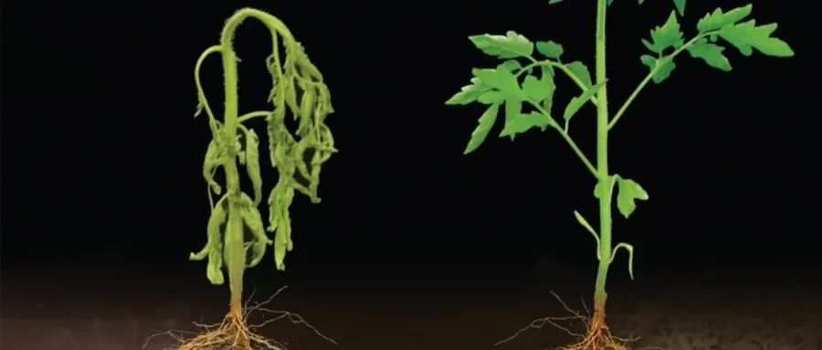 植物样本的采集与保存