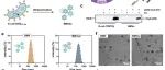 Advanced Materials|可吸入纳米疫苗——基于生物工程细菌膜囊泡的抗肿瘤肺转移研究