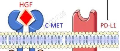 PD-L1调控c-MET磷酸化：MET扩增耐药机制与临床启示