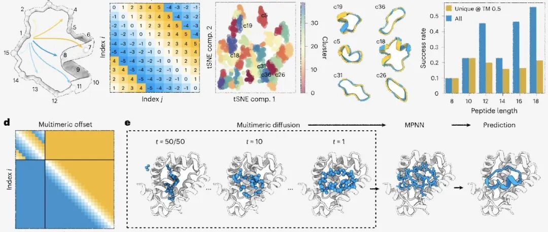 Nat Chem Biol｜RFpeptides：精准设计高亲和力蛋白结合大环分子