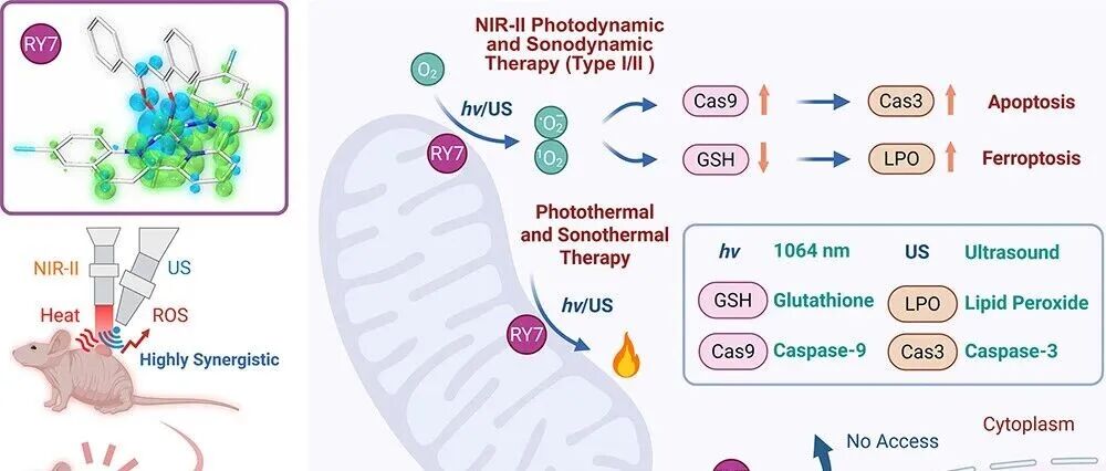 J. Med. Chem &#166; 用于近红外 II 光动力学、光热、声力学和声热疗法的无发光钌配合物，用于抗耐药癌症