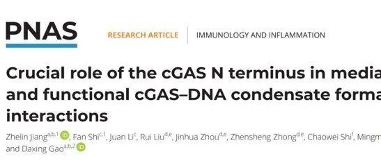 文献速递 | cGAS 的 N 端在通过 DNA 相互作用介导可流动且具功能性的 cGAS–DNA 凝聚体形成中的关键作用