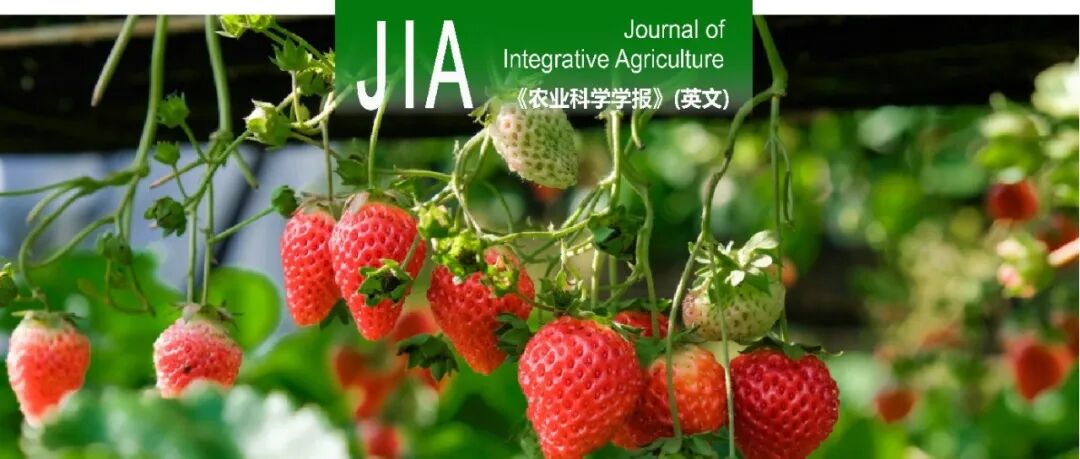 JIA | 扬州大学园艺园林学院生利霞教授团队研究两个同源MYB转录因子在栽培草莓果实着色方面的功能差异