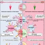 Cancer Res | 南京医科大学陈礼明研究发现ccircADAMTS12抑制小胶质细胞介导的抗肿瘤免疫及T细胞免疫