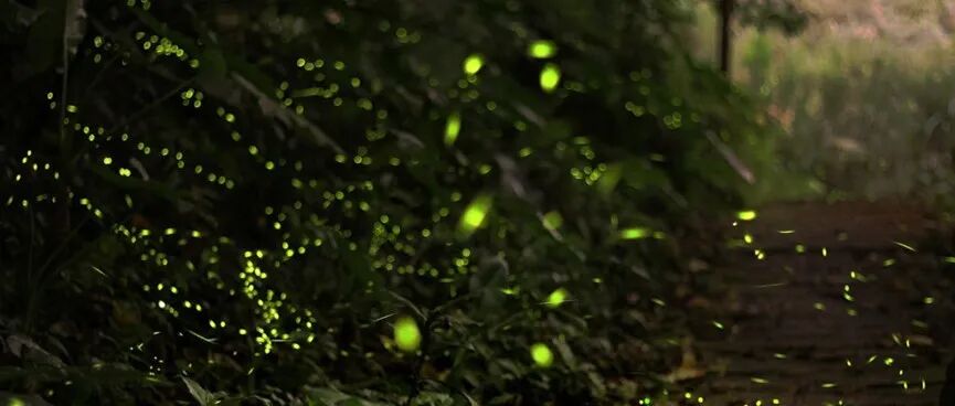为啥萤火虫的节奏，比你的心跳还稳？