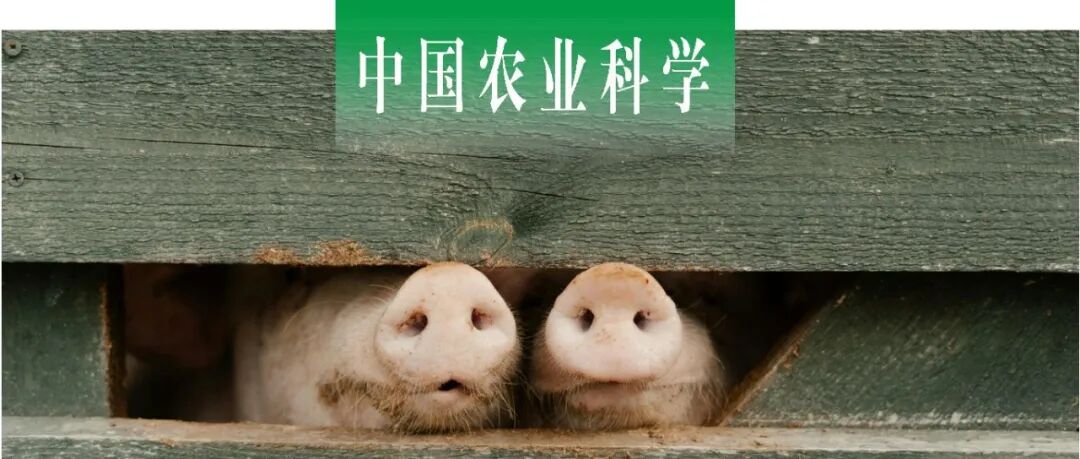 中国农业科学｜中国农科院哈兽研基础免疫创新团队非洲猪瘟病毒pD345L蛋白单克隆抗体的制备及其表位鉴定