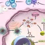 Nano Today | 广西医科大学钟莉娉等团队研究发现声动力可降解伪共轭聚合物递华法林诱癌ROS与铁死亡
