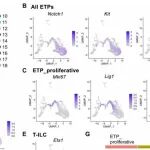 Sci Immunol | 西安电子科技大学马小科等团队研究解析了小鼠ETP群体在转录组和染色质可及性层面的异质性