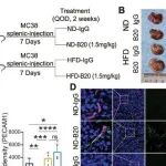 Autophagy | 南方医科大学黄娜/吴剑华研究发现内皮F3介导代谢与自溶酶体致结直肠癌抗VEGFA耐药