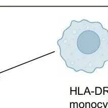 Sci Transl Med | 复旦大学邵志敏等团队研究发现干扰素可降低抗PD1免疫治疗早期三阴性乳腺癌的疗效