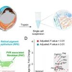 PNAS | 天津医科大学颜华/王晓虹研究揭示了眼伤口愈合过程中纤维化形成的路径