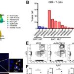 Cancer Res | 上海交通大学沈键锋/范先群研究揭示了BAP1在调控免疫微环境中的关键作用