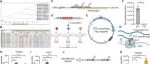 Adv Sci丨北京大学王杰研究提出整合ACE-tRNA与CRISPR/Cas9技术清除HBV感染的新策略