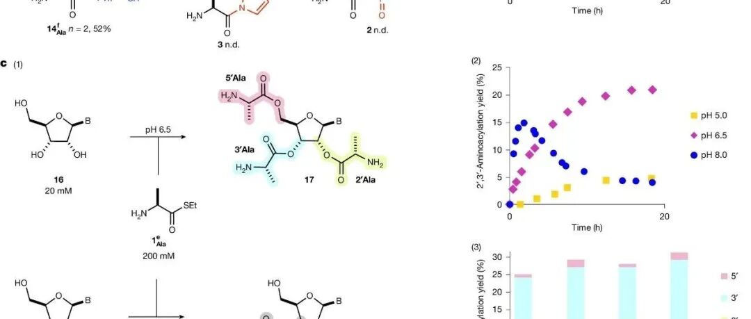 Nature | 肽基RNA或为早期蛋白质的化学合成提供证据