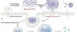 Advanced Science|用于靶向蛋白降解的癌症特异性CAIX靶向超分子溶酶体靶向嵌合体 (Supra-LYTAC)