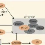 PNAS | 浙江大学倪艳/傅君芬研究发现苦胆酸通过下丘脑TGR5信号通路介导青春期启动