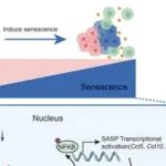 Autophagy | 中山大学康亮等团队研究建立的KAP分级系统可稳健预测pMMR型CRC患者对免疫治疗的反应性