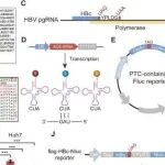 Adv Sci丨北京大学王杰研究提出整合ACE-tRNA与CRISPR/Cas9技术清除HBV感染的新策略